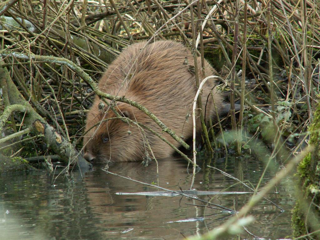 Hotel De Brabantse Biesbosch Werkendam Zewnętrze zdjęcie